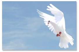 Dove photo